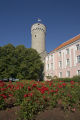 Tallinn Estoina.